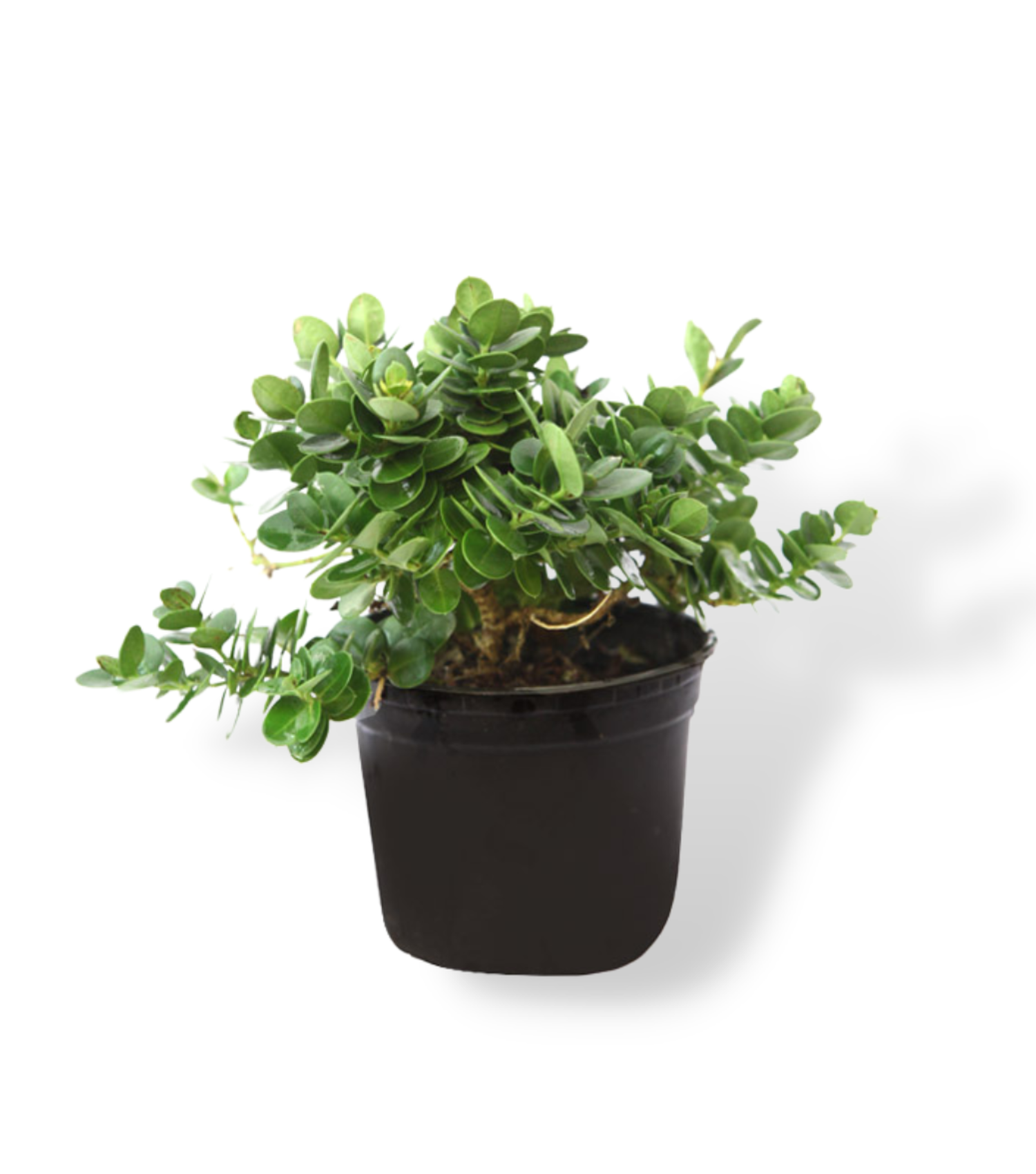 The Top 13 Favorites carissa grandiflora green carpet